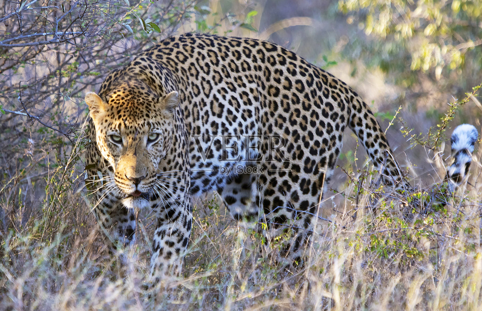 美丽的南非野生动物图片照片摄影图片