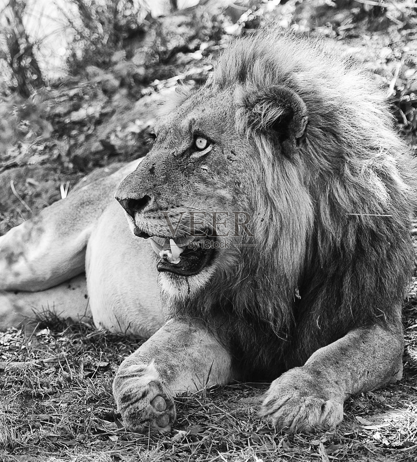 美丽的南非野生动物图片照片摄影图片