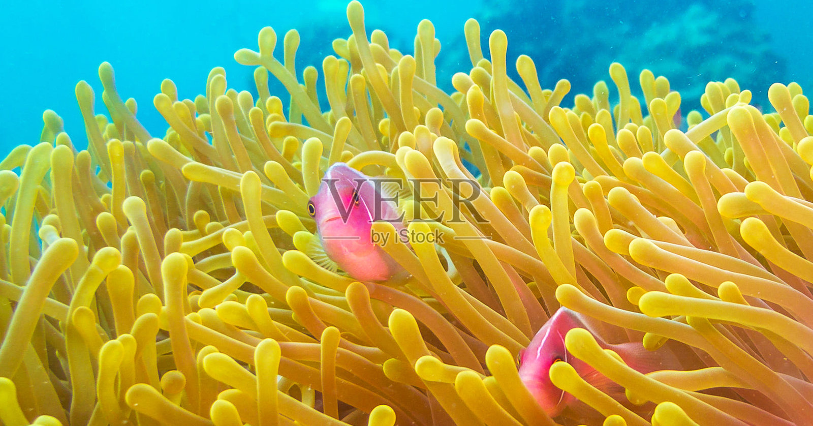 泰国美丽的水下照片照片摄影图片