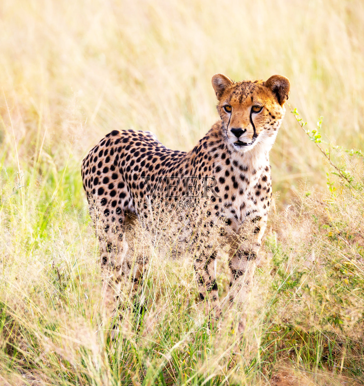 美丽的南非野生动物图片照片摄影图片