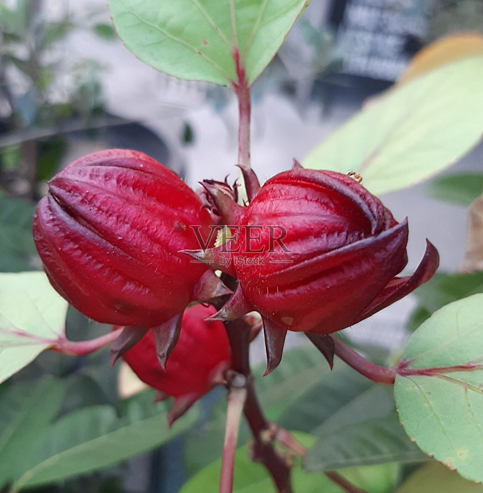 罗塞拉植物照片摄影图片