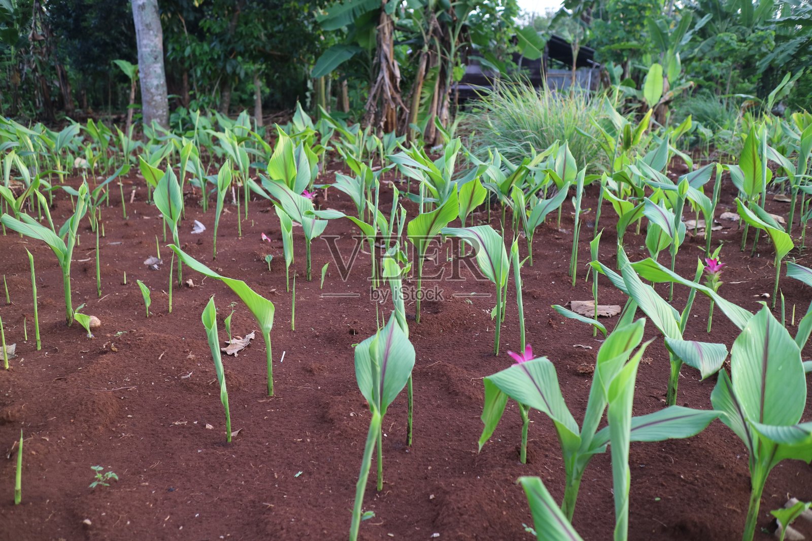 花园里有绿叶的姜黄植物照片摄影图片