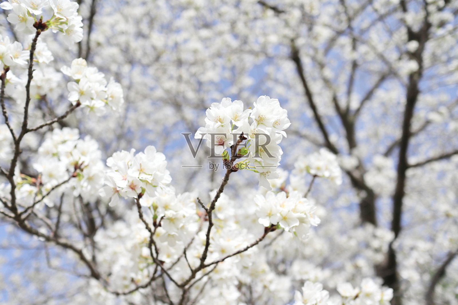 纯白的大岛樱花林照片摄影图片