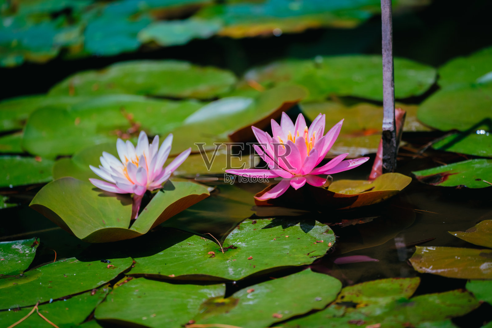 2022年6月，公园里的粉色莲花照片摄影图片