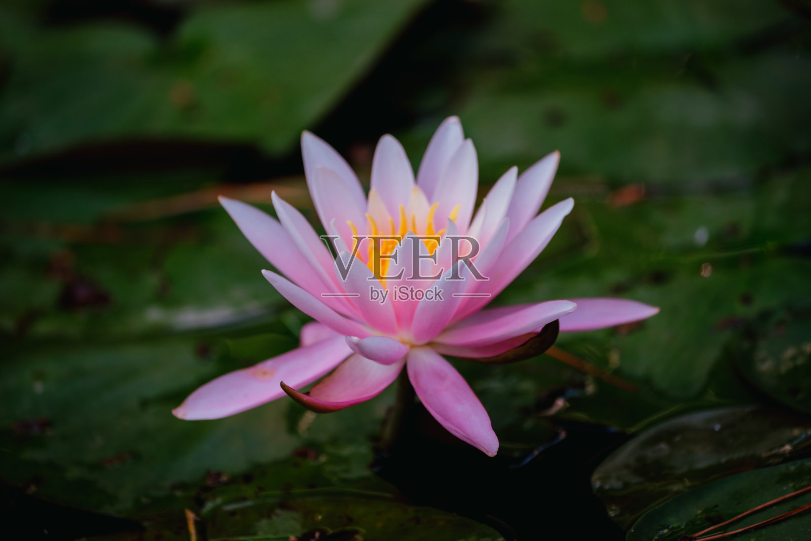 2022年6月，公园里的粉色莲花照片摄影图片