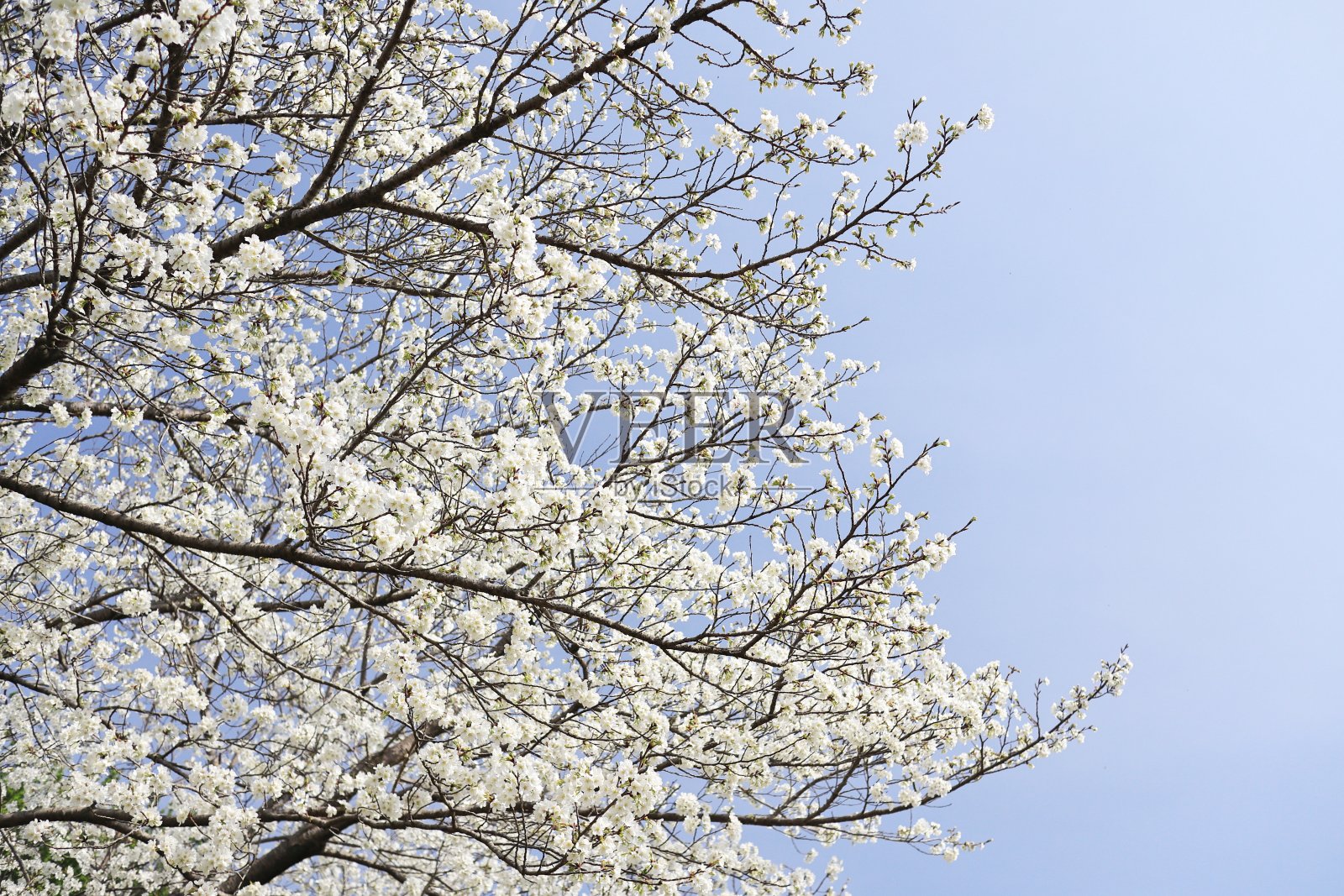 沐浴在阳光中的大岛樱花照片摄影图片