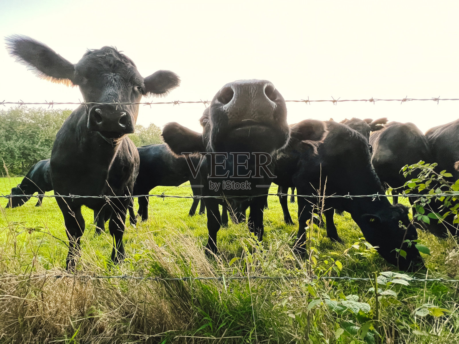 好奇的黑牛在铁丝网后面的田野里照片摄影图片