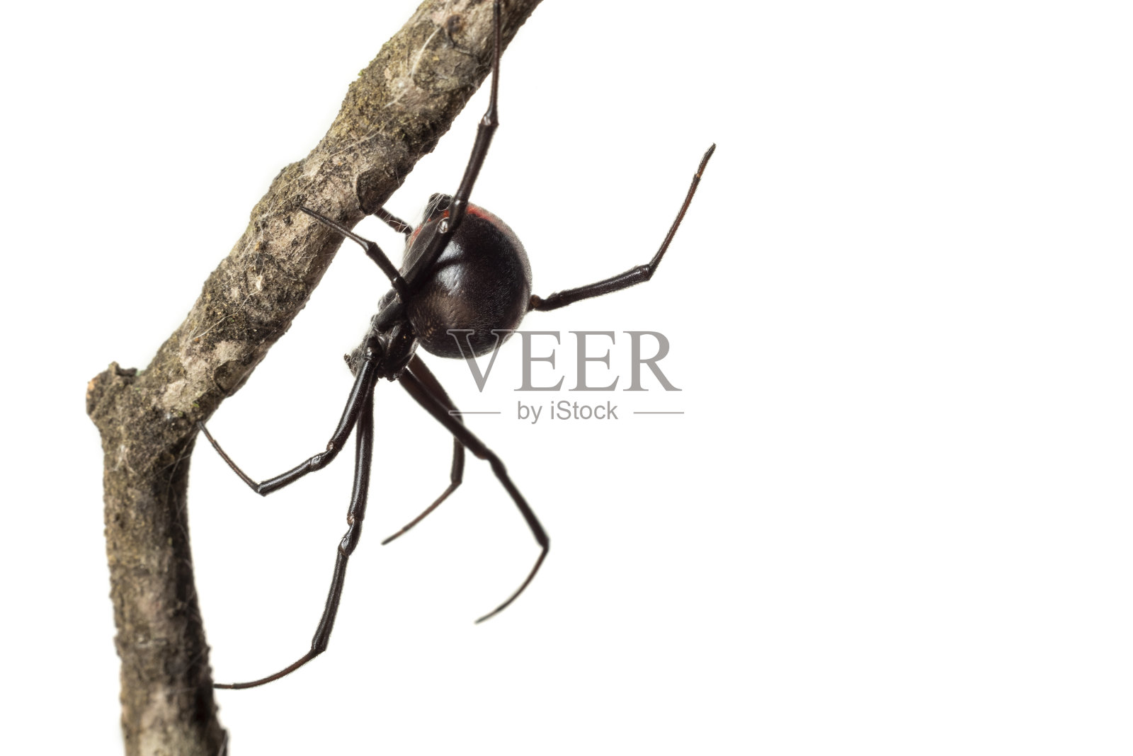 白底黑寡妇照片摄影图片