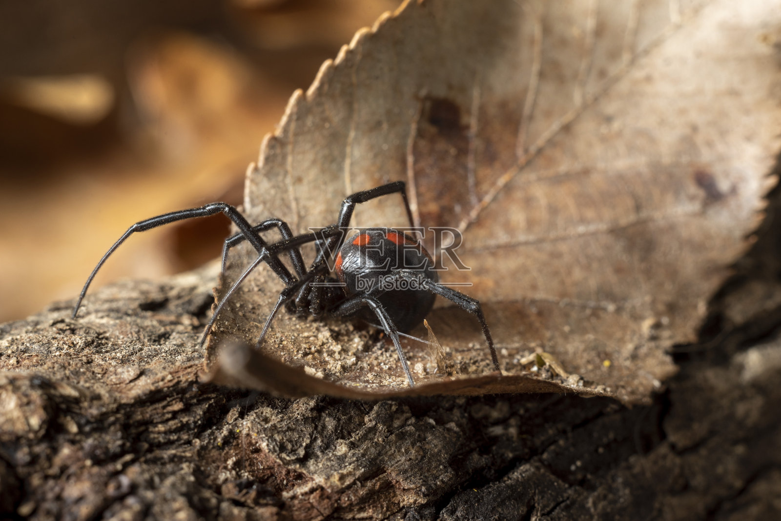 森林地面上的黑寡妇照片摄影图片