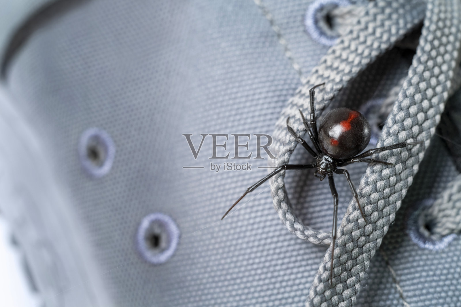 穿鞋的黑寡妇照片摄影图片