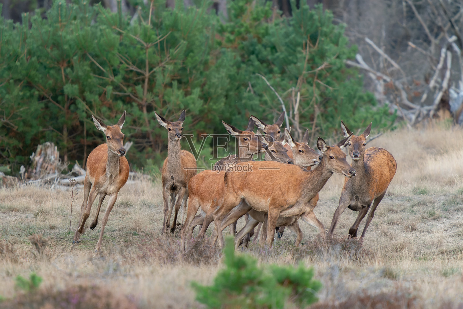 一群处于发情季节的马鹿(马鹿属照片摄影图片