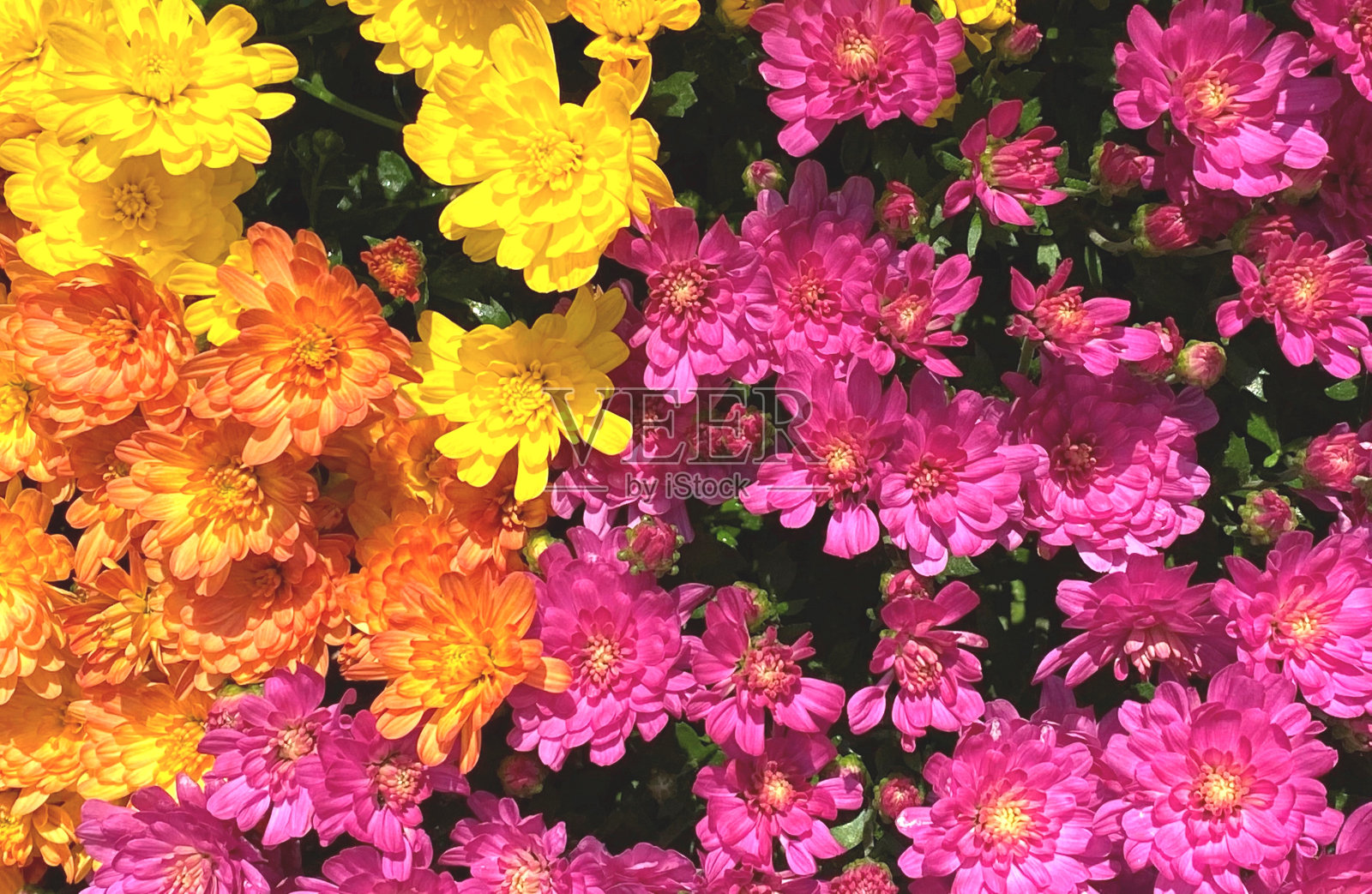 菊花(菊花)多色(紫色，橙色，黄色)盛开-特写照片摄影图片