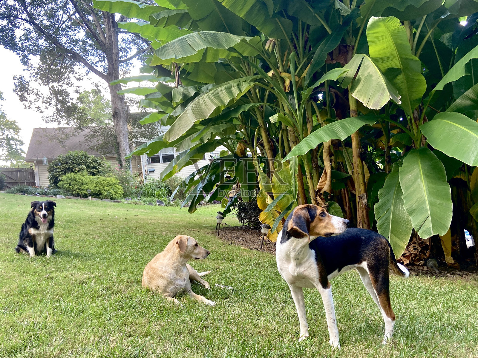 三只狗在后院玩耍照片摄影图片