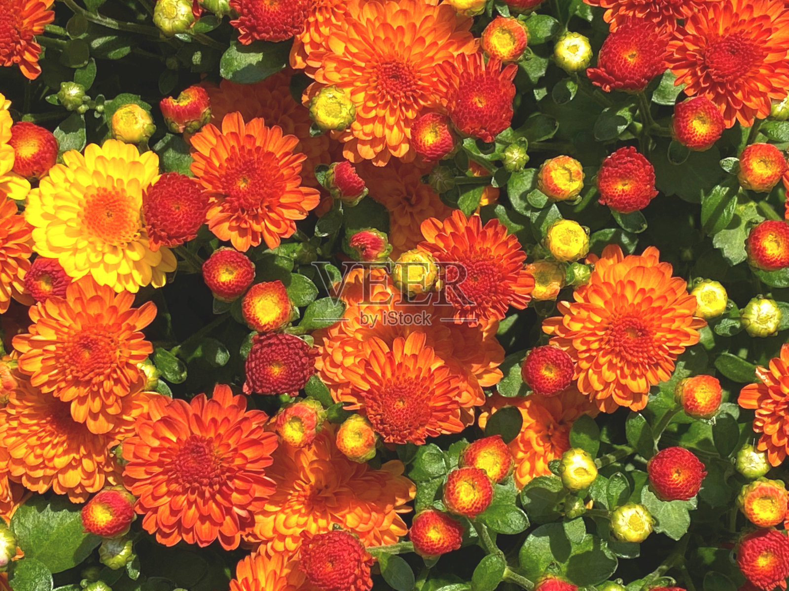 菊花(菊花)多色(红，橙，黄)各种花朵(充分，萌芽，部分)-特写照片摄影图片