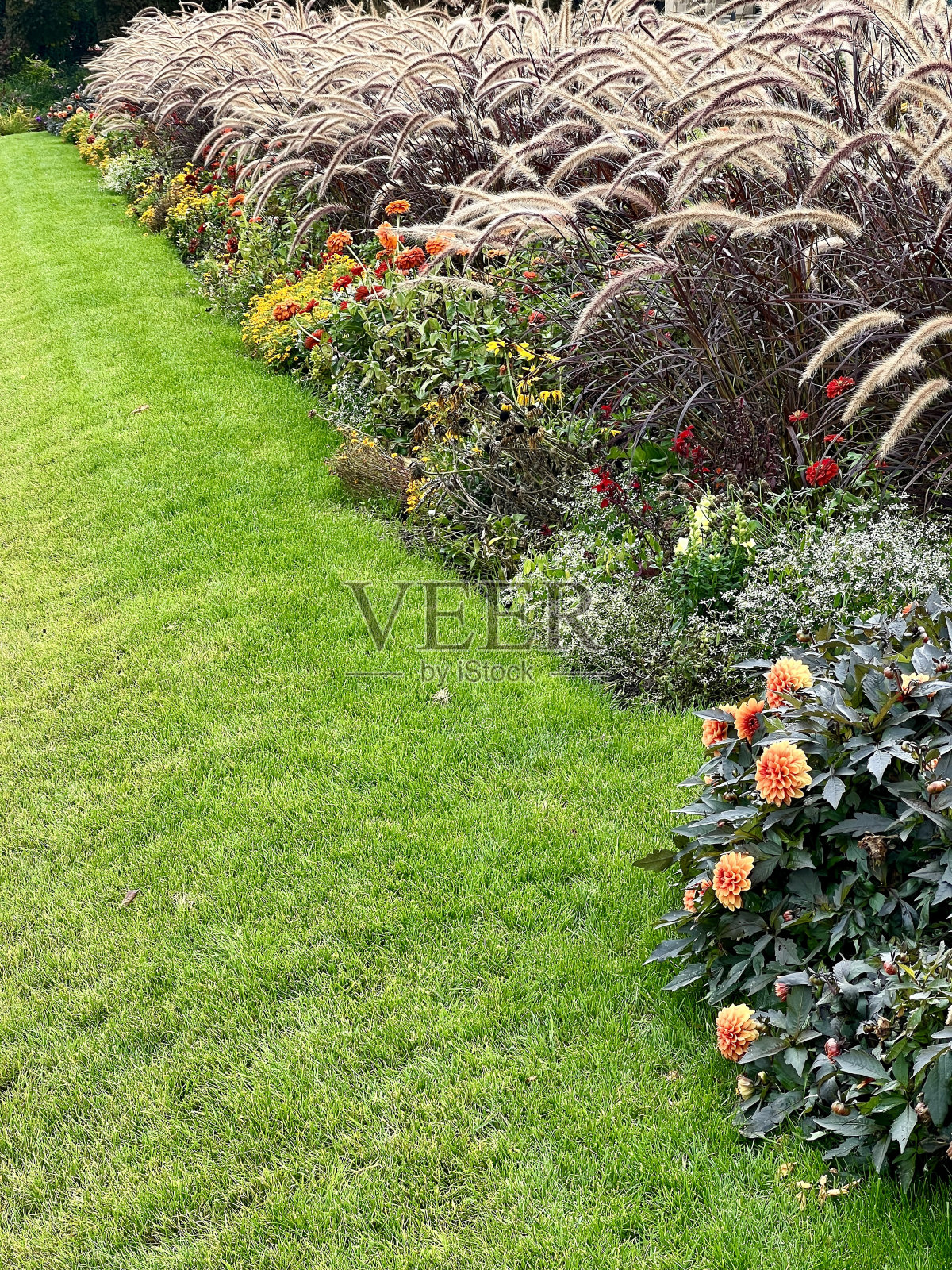 美丽的花朵。照片摄影图片