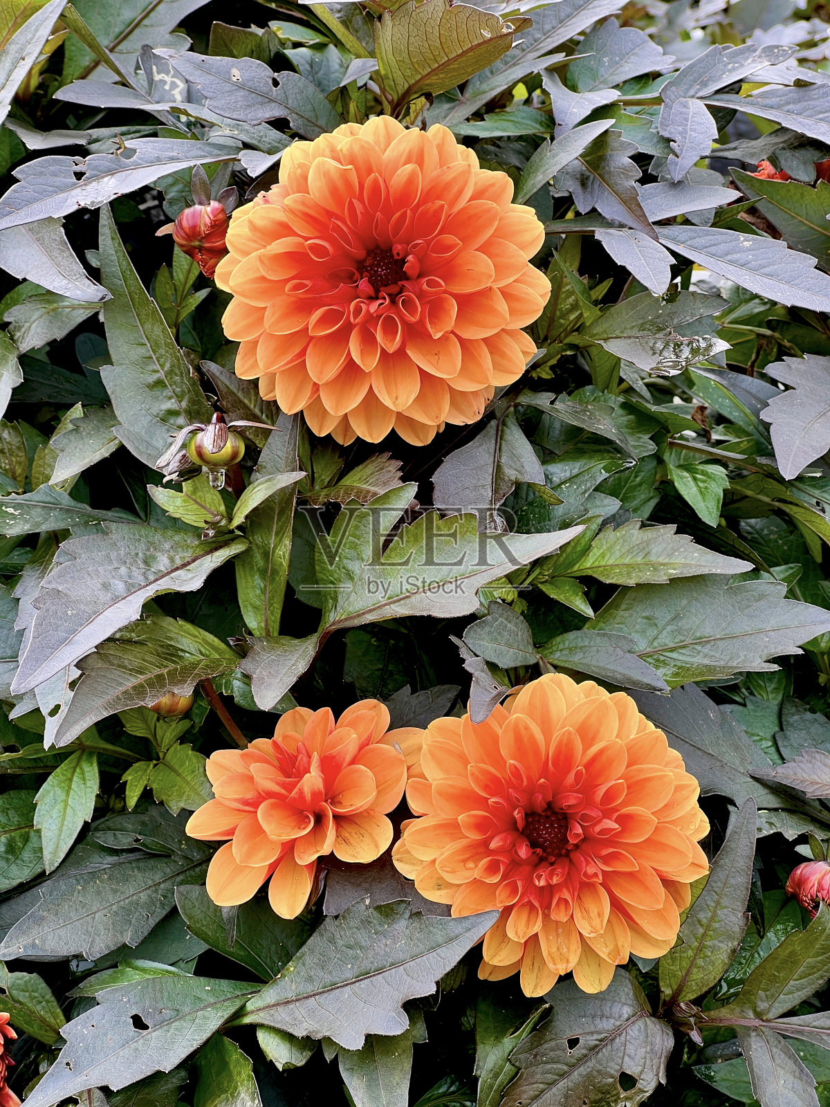 美丽的花朵。照片摄影图片