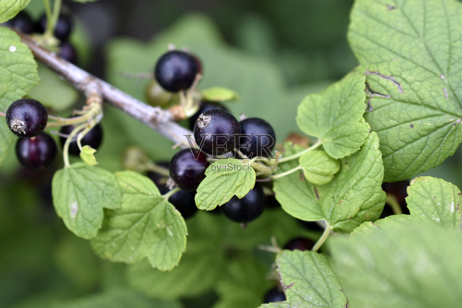 绿色灌木上多汁的成熟醋栗浆果。浆果特写。照片摄影图片