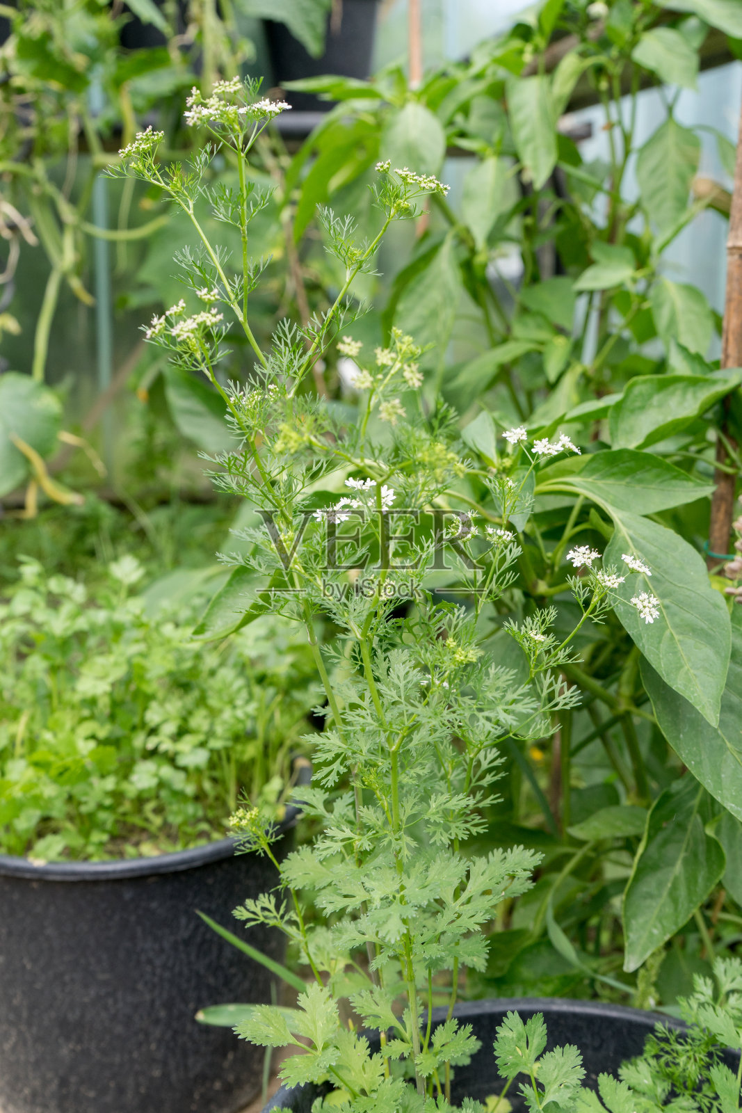 开花的香菜照片摄影图片