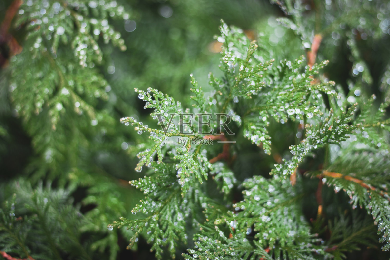 花园里的常青树。近距离看圣诞树。针叶树背景。树枝与针。公园里的常绿灌木。秋天的风景。照片摄影图片