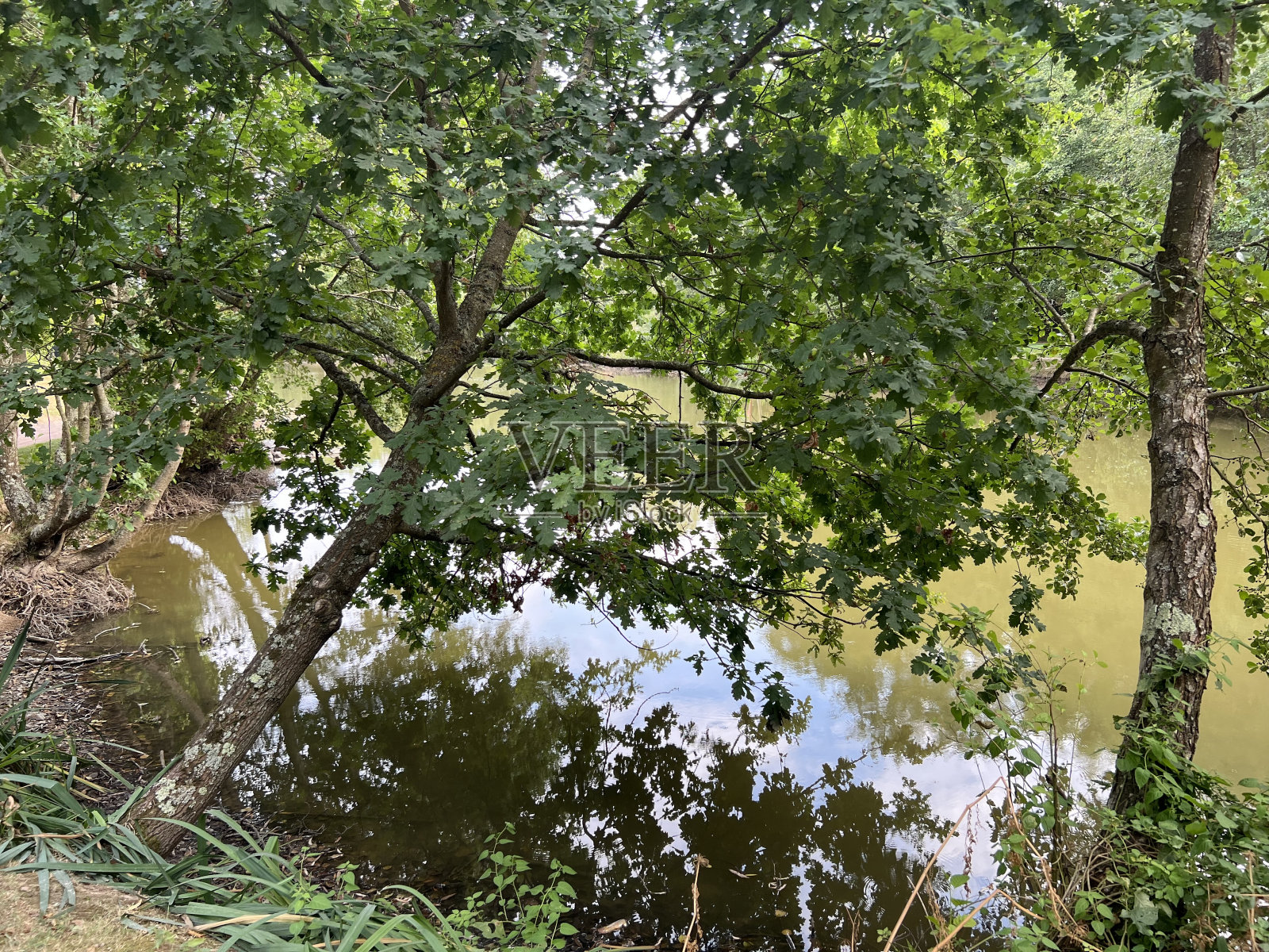 湖上的树照片摄影图片