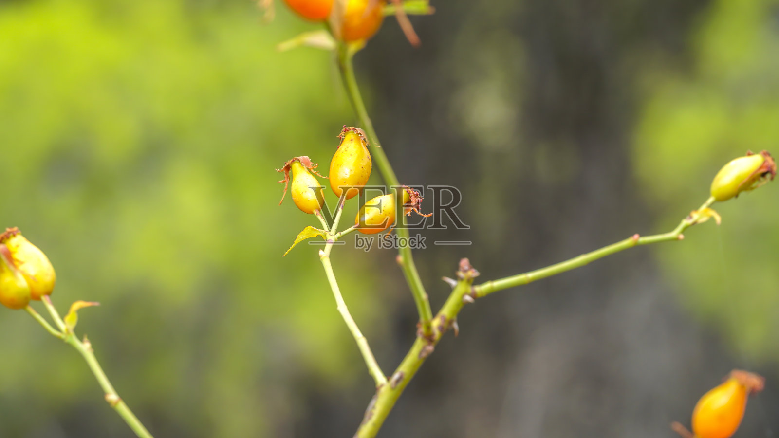 黄色的野花浆果照片摄影图片