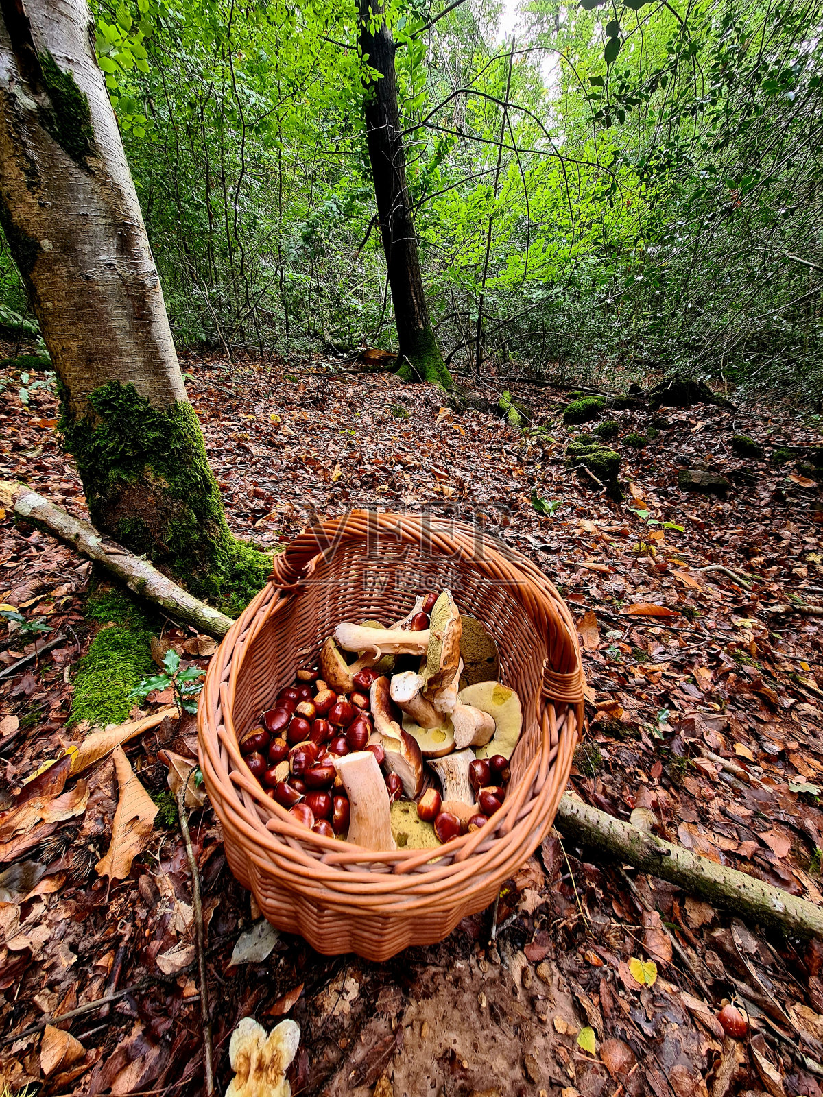 秋天采摘蘑菇和栗子照片摄影图片