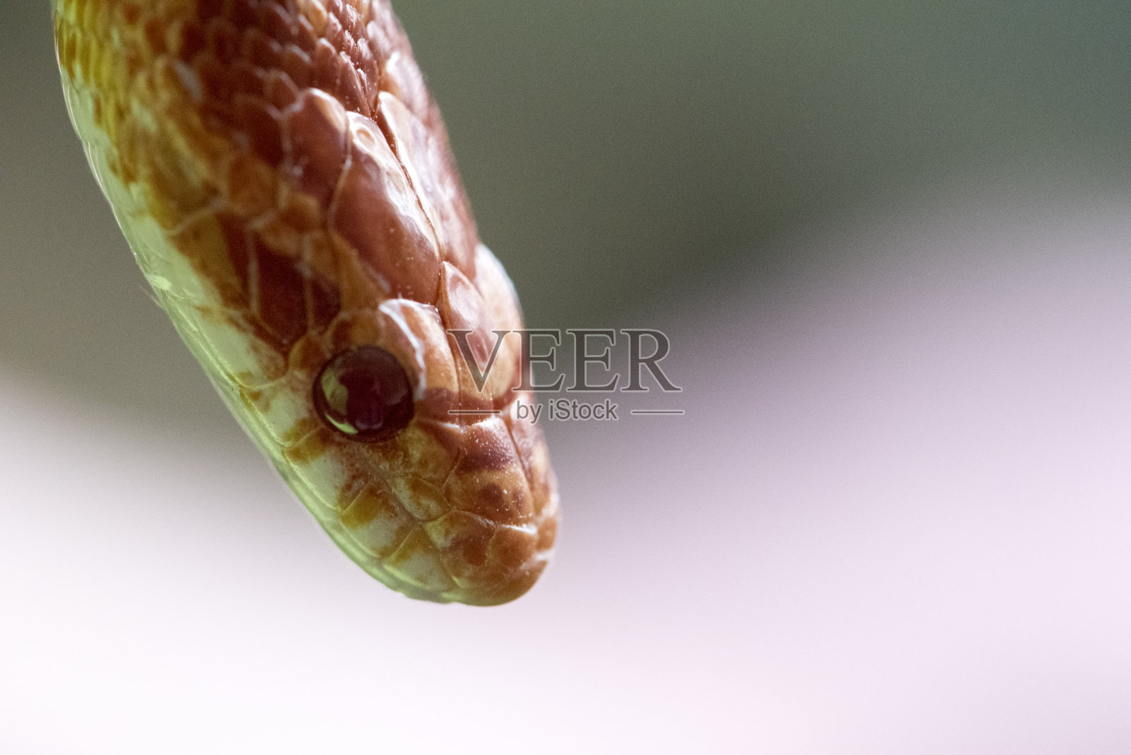 玉米蛇头的眼睛和鳞片近距离观察照片摄影图片