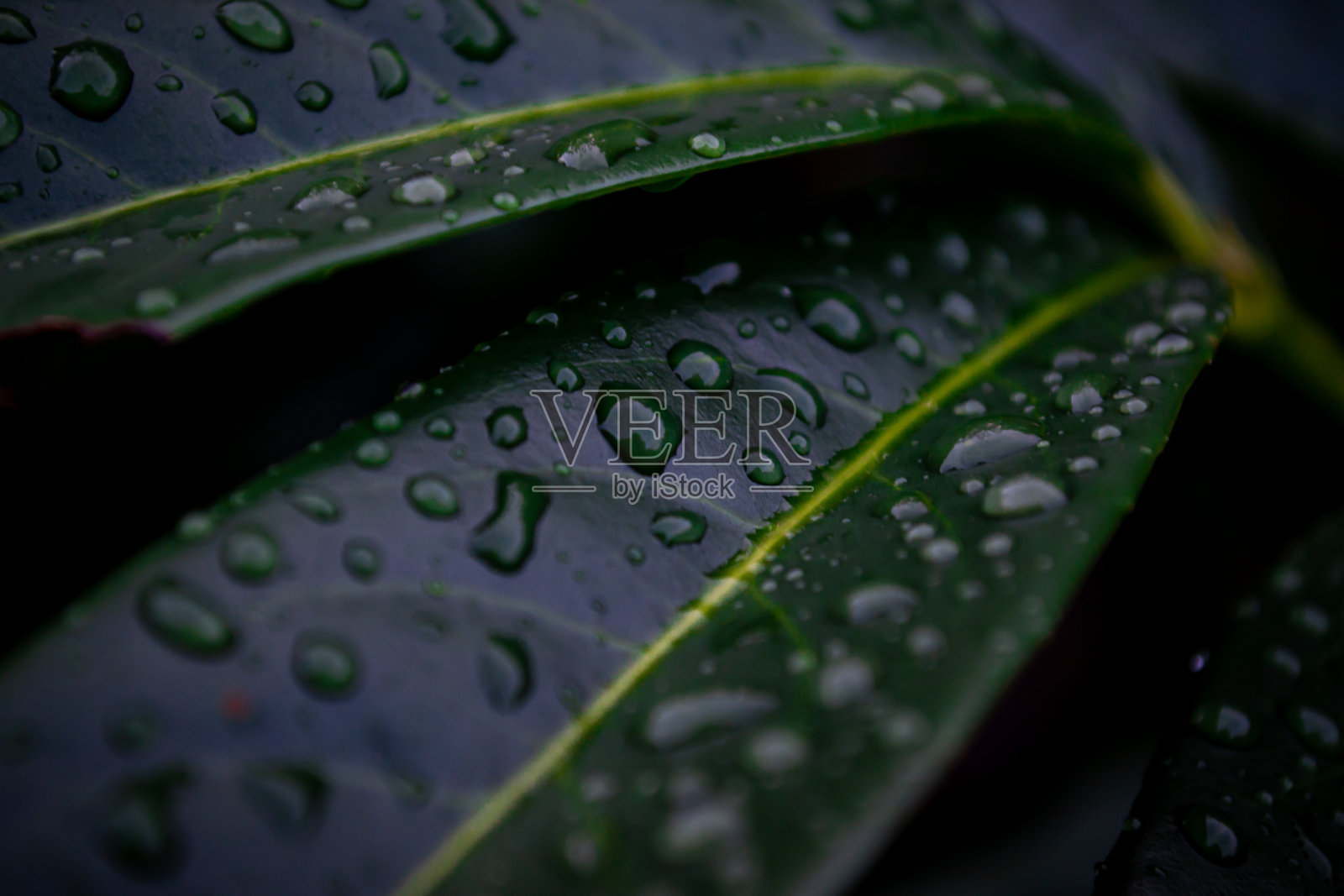 微距拍摄的雨滴落在灌木丛的绿叶上照片摄影图片