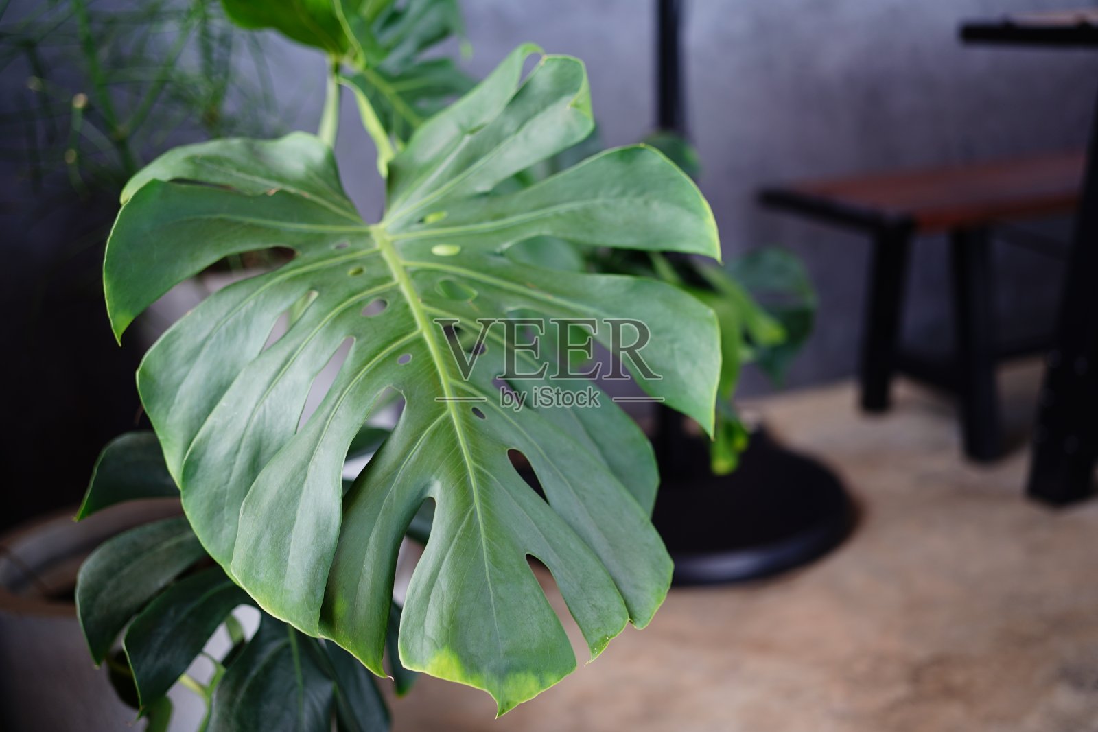 Monstera叶照片摄影图片
