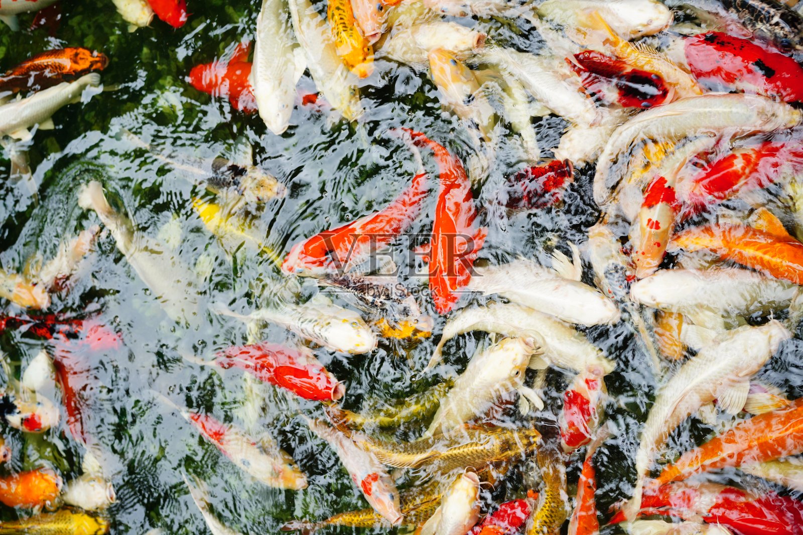 许多锦鲤在池塘里游泳照片摄影图片