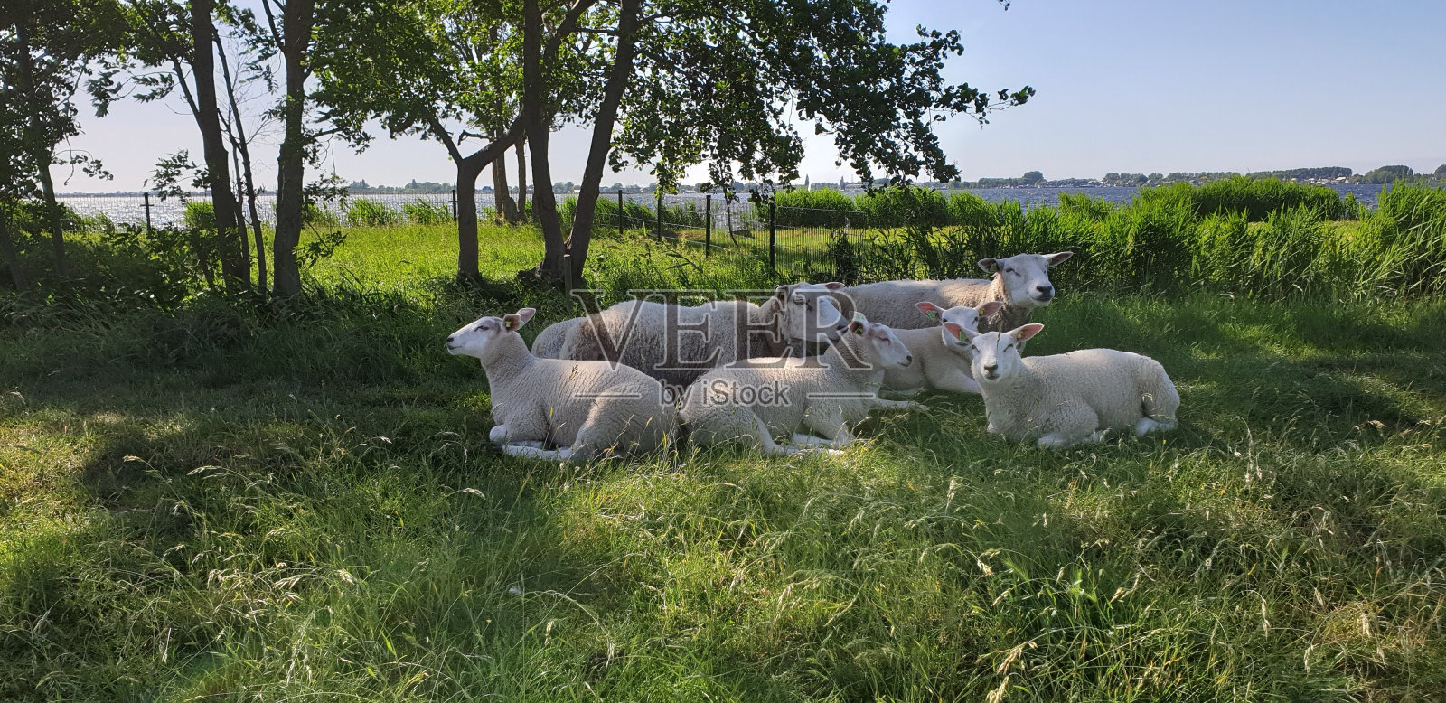 羊照片摄影图片