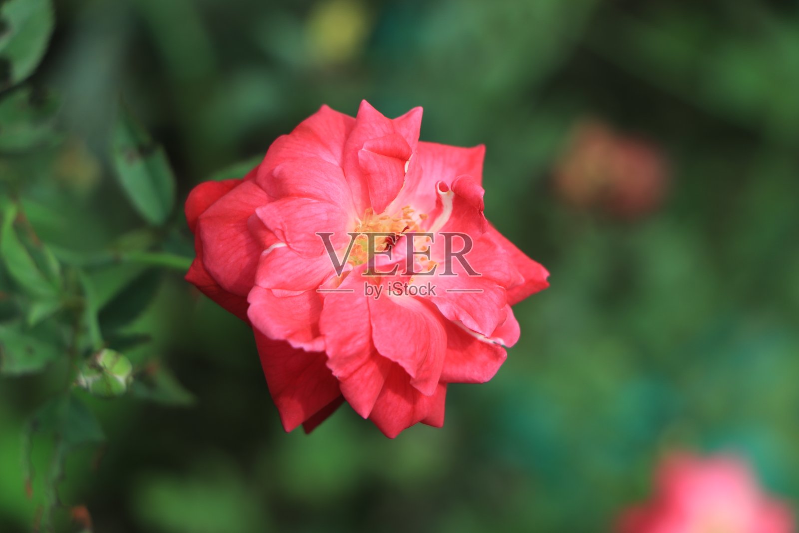 阳光直射下的红色和粉色玫瑰，背景模糊照片摄影图片