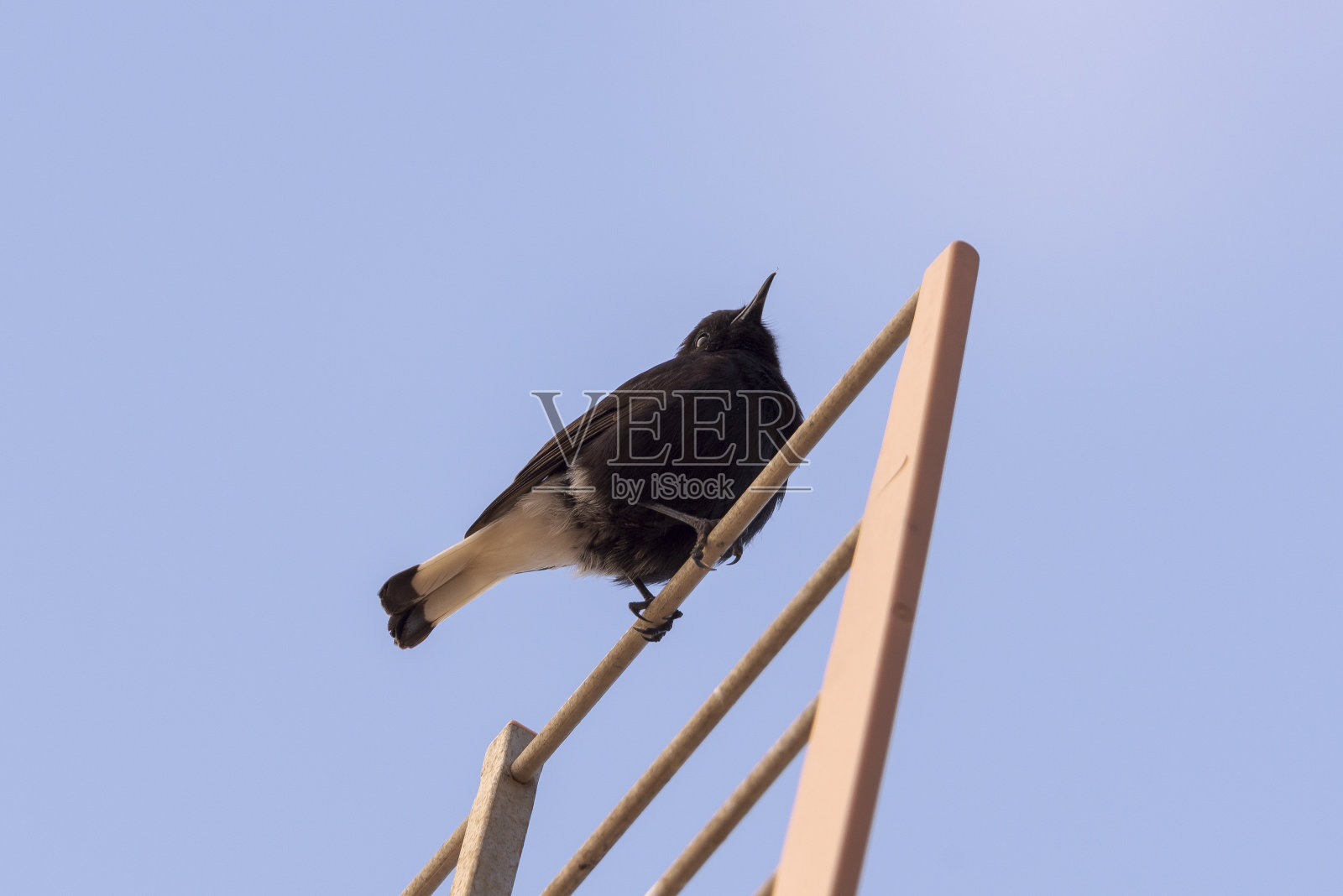 黑麦穗，欧南特白芡照片摄影图片