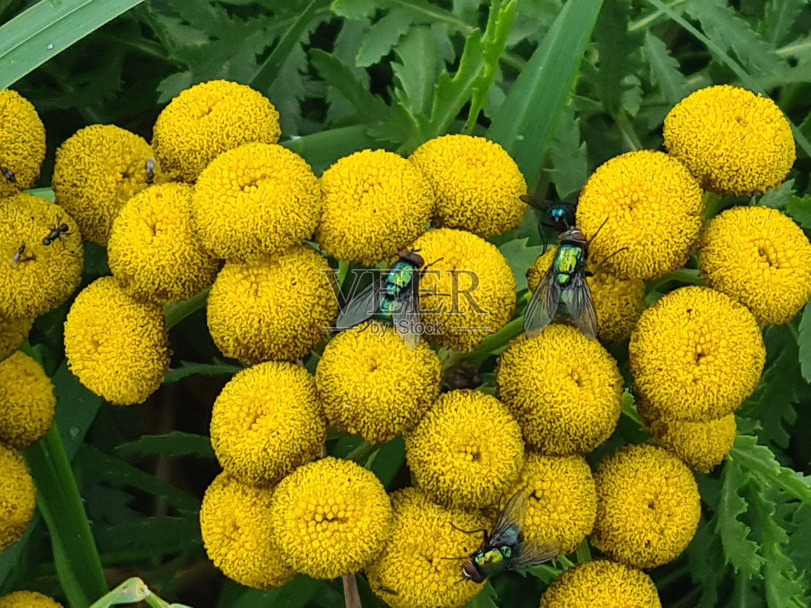 沿途有植物、花朵和昆虫照片摄影图片