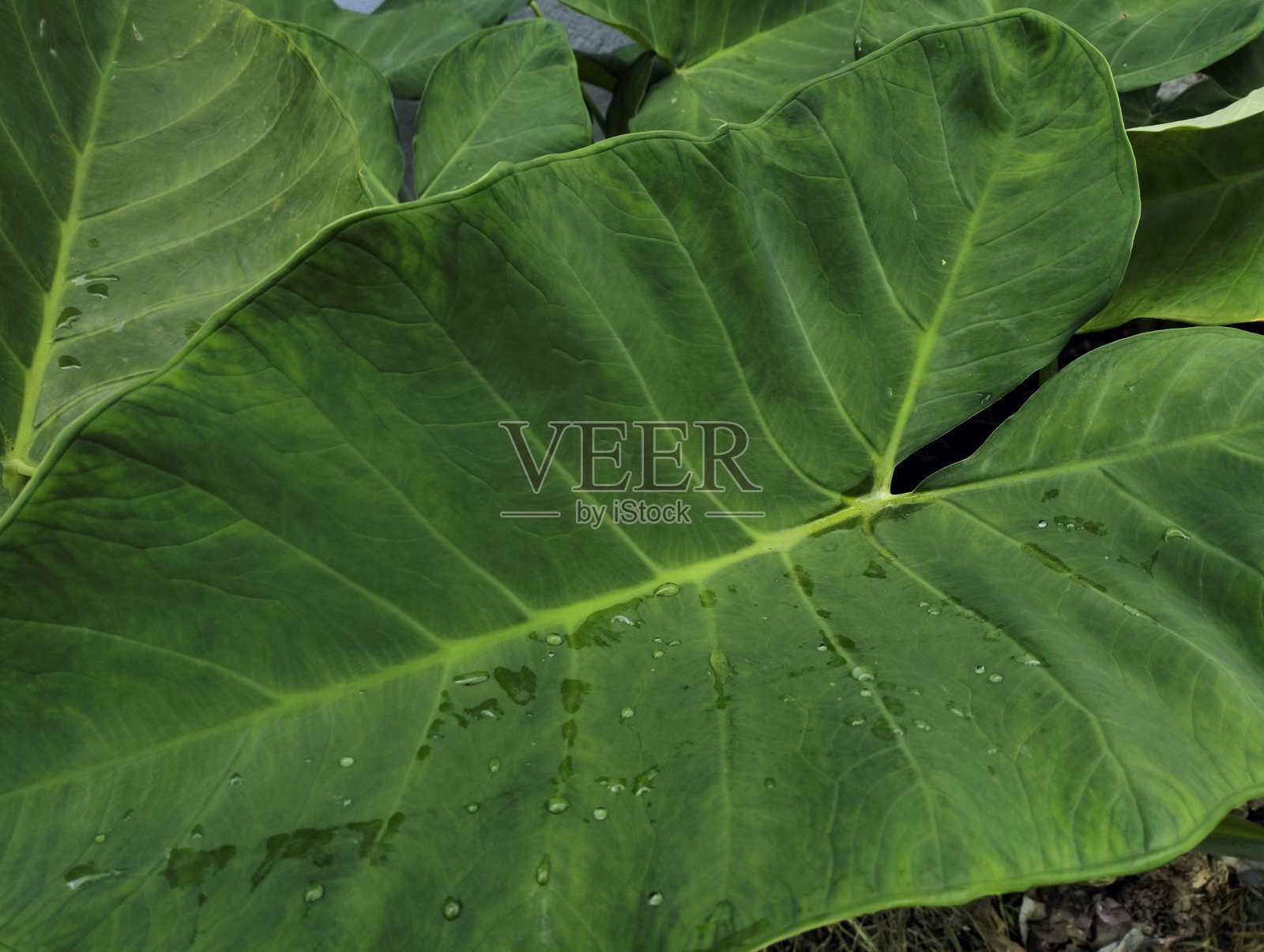 芋头树叶照片摄影图片