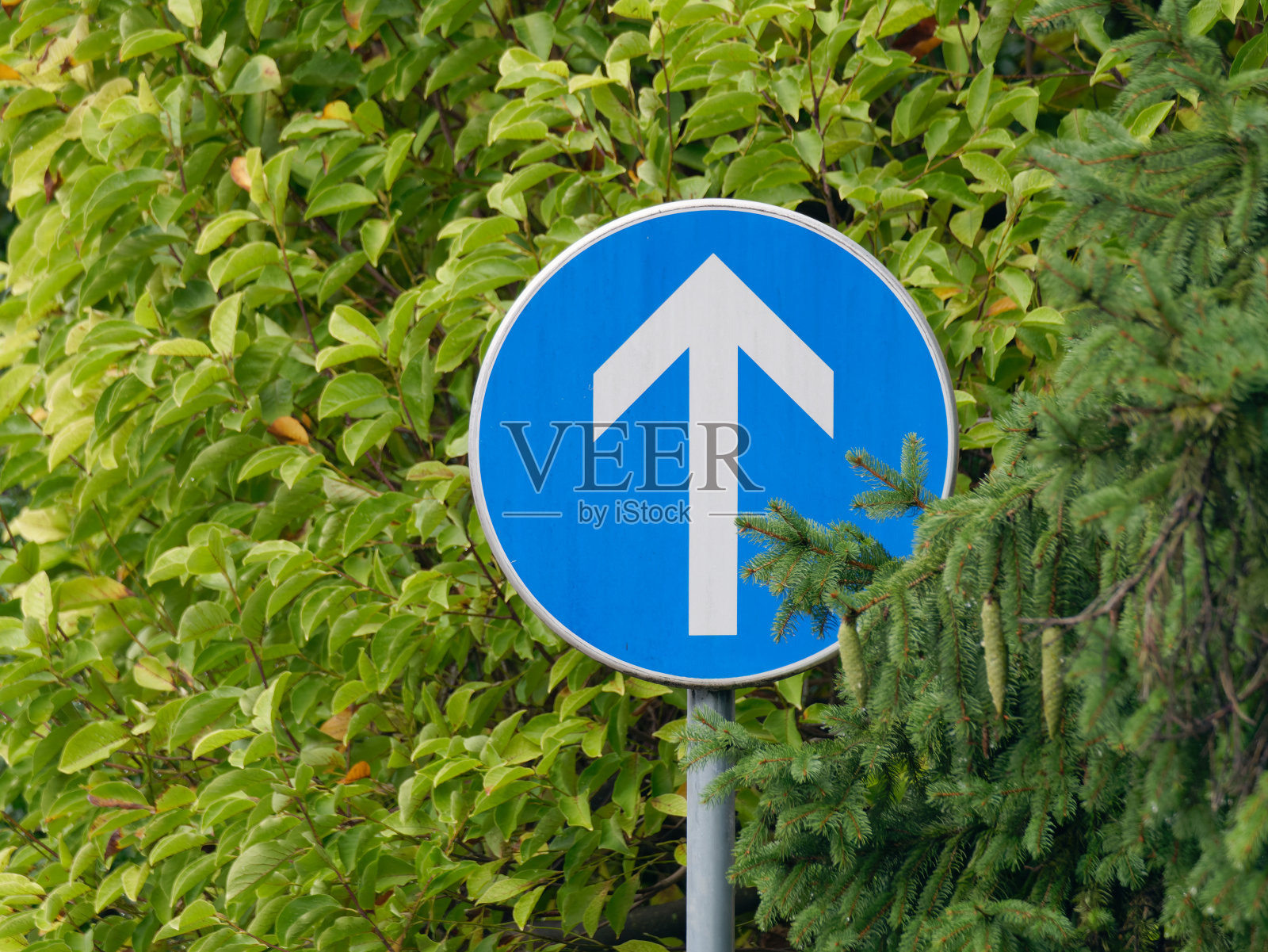 蓝色方向街道标志的特写照片系在金属杆上，背景是树木照片摄影图片