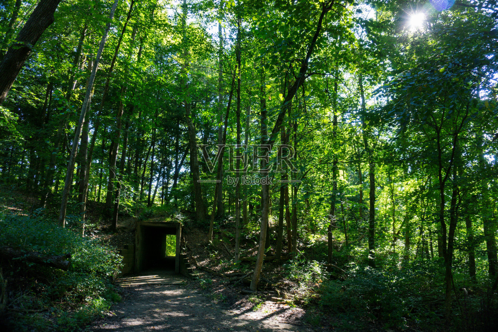 树中隧道照片摄影图片