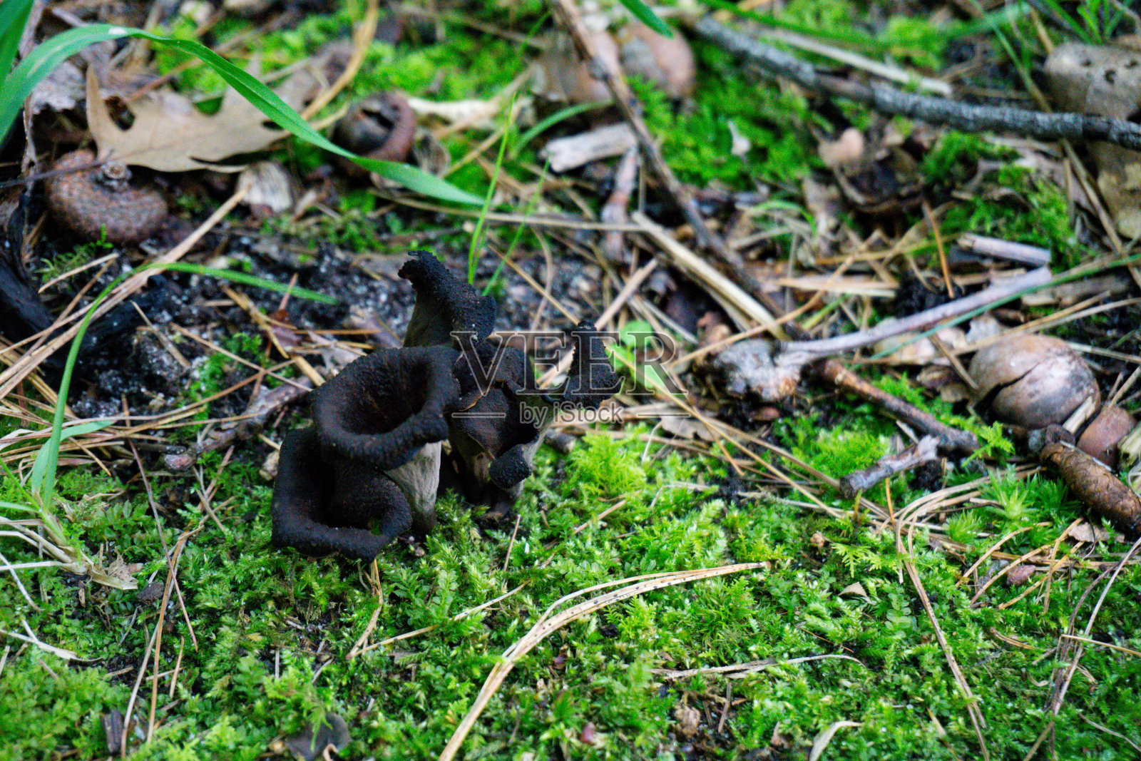 蘑菇系列照片摄影图片