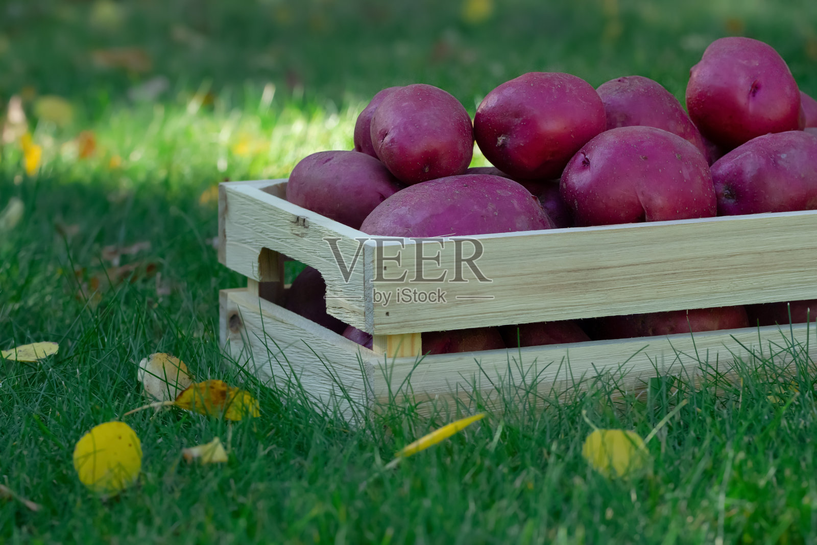 绿草坪里木箱里的红皮土豆。照片摄影图片