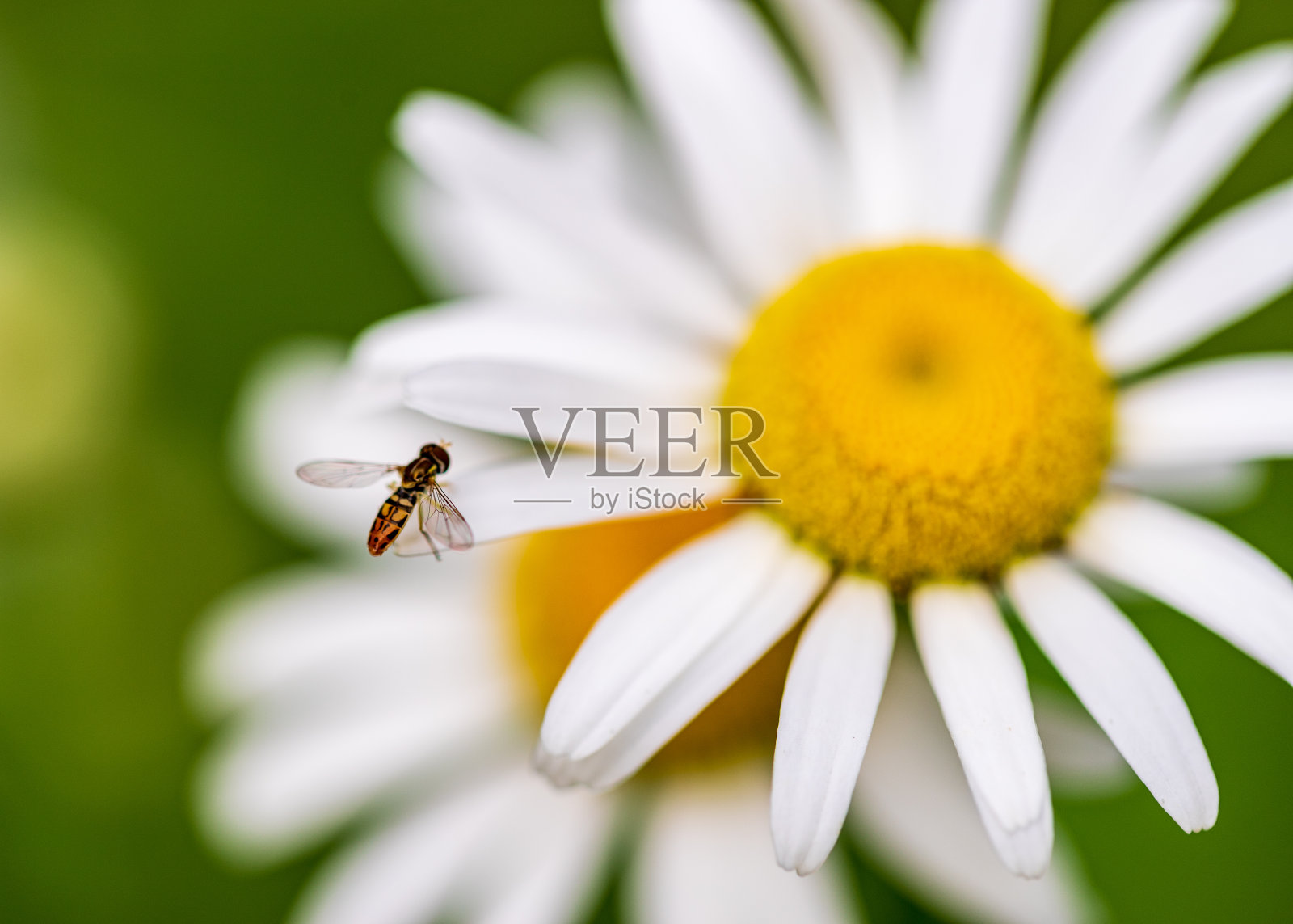 花照片摄影图片