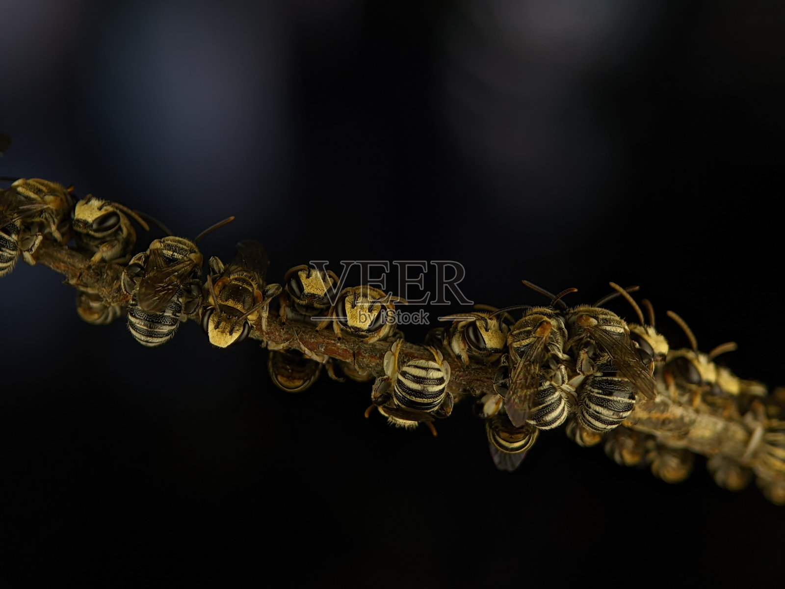 一群汗蜂在树枝上休息照片摄影图片