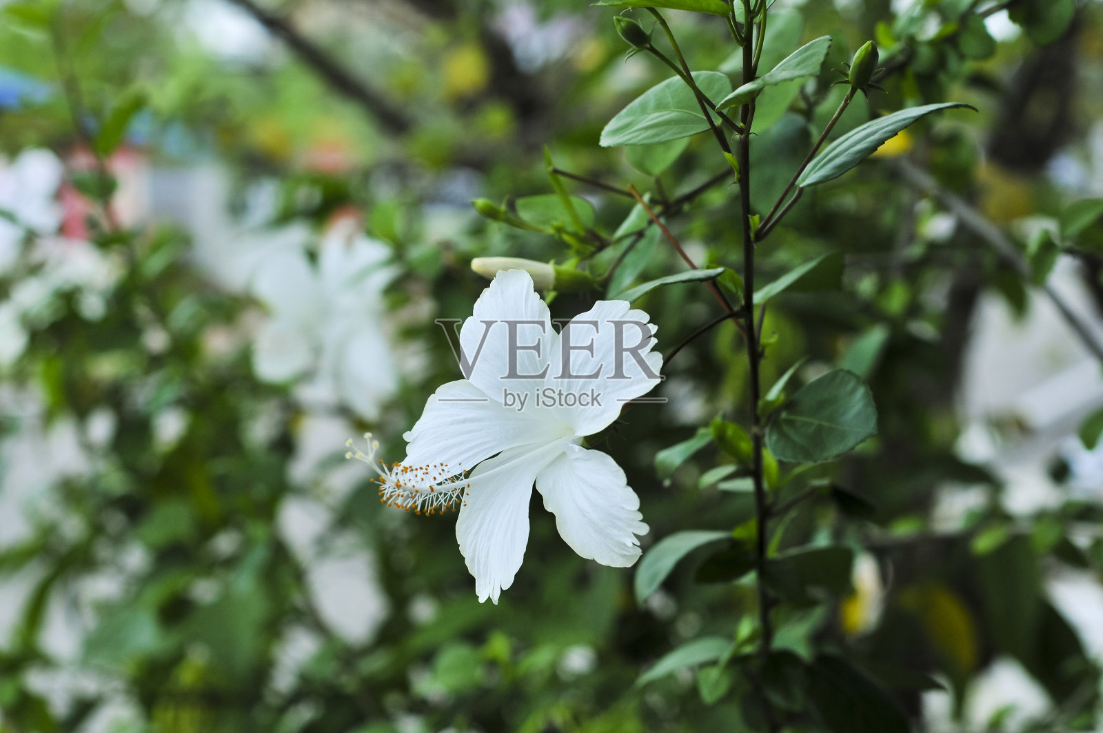 侏儒枣椰树照片摄影图片