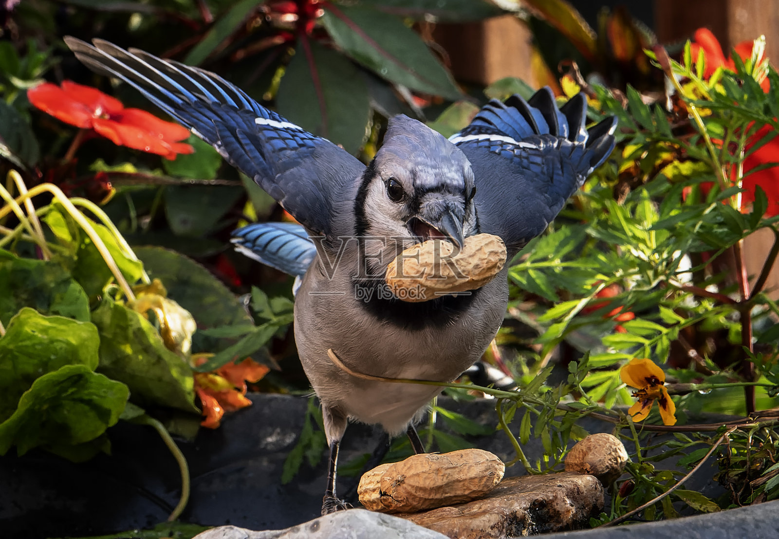 一只冠蓝鸦在水盆上，还有一颗花生照片摄影图片