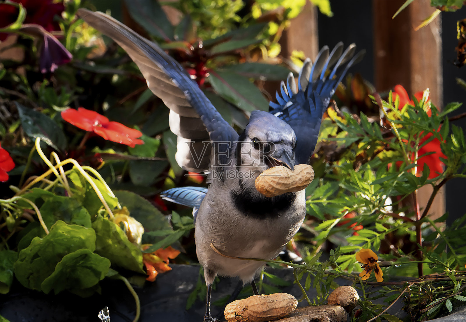 一只冠蓝鸦在水盆上，还有一颗花生照片摄影图片