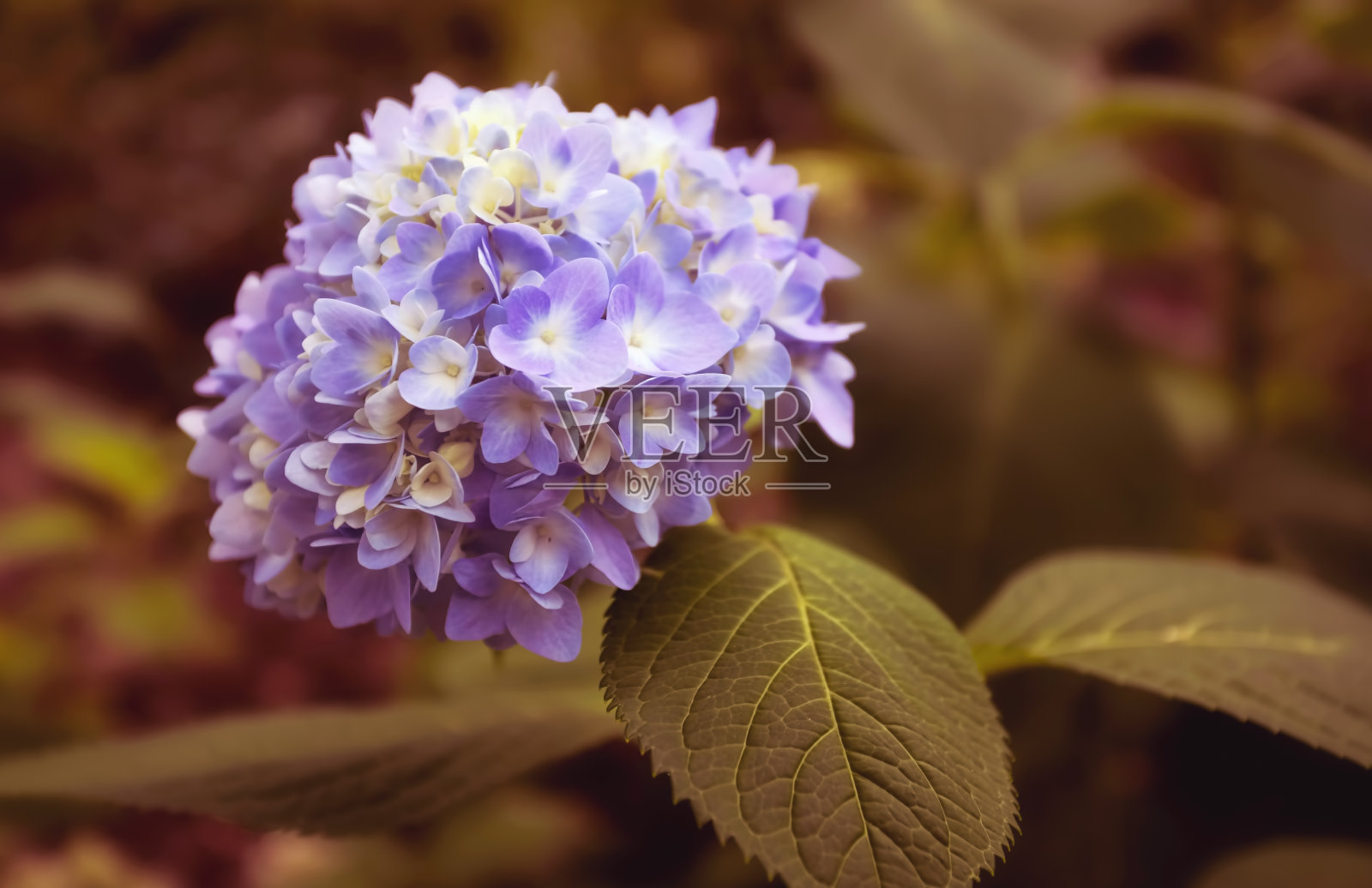 夏天盛开的紫绣球花照片摄影图片