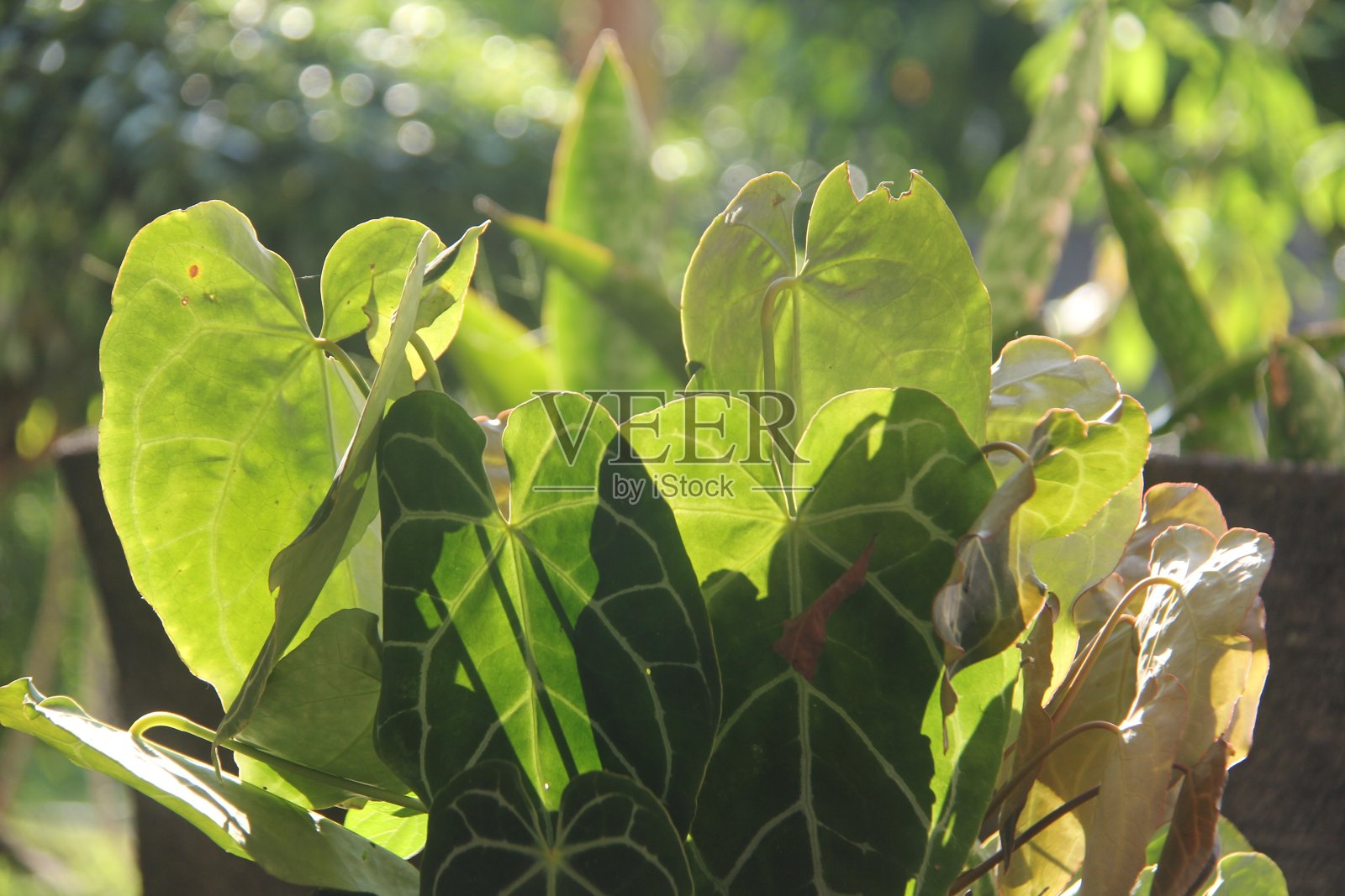 红掌植物的创意布局照片摄影图片