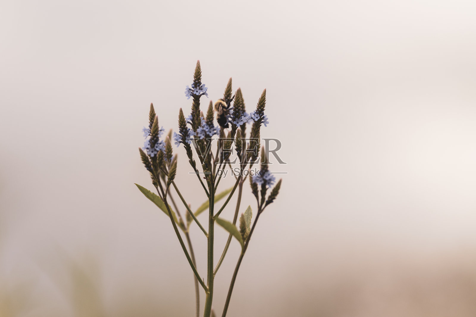 花照片摄影图片