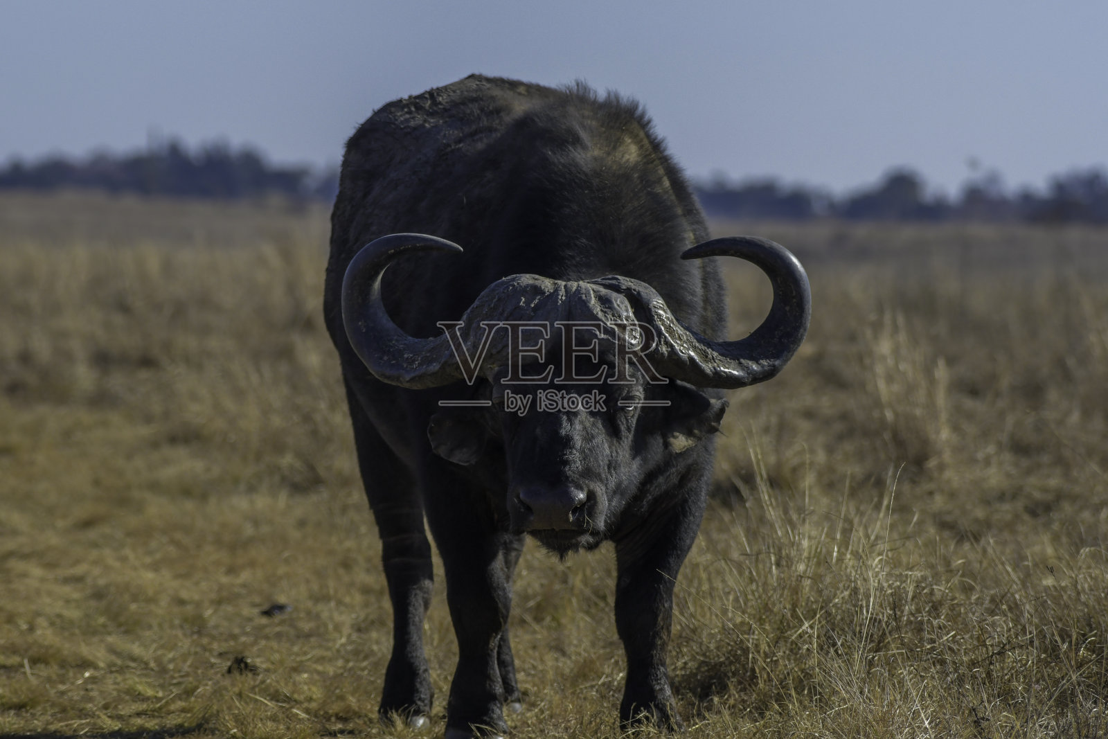 有大角的非洲水牛肖像照片摄影图片