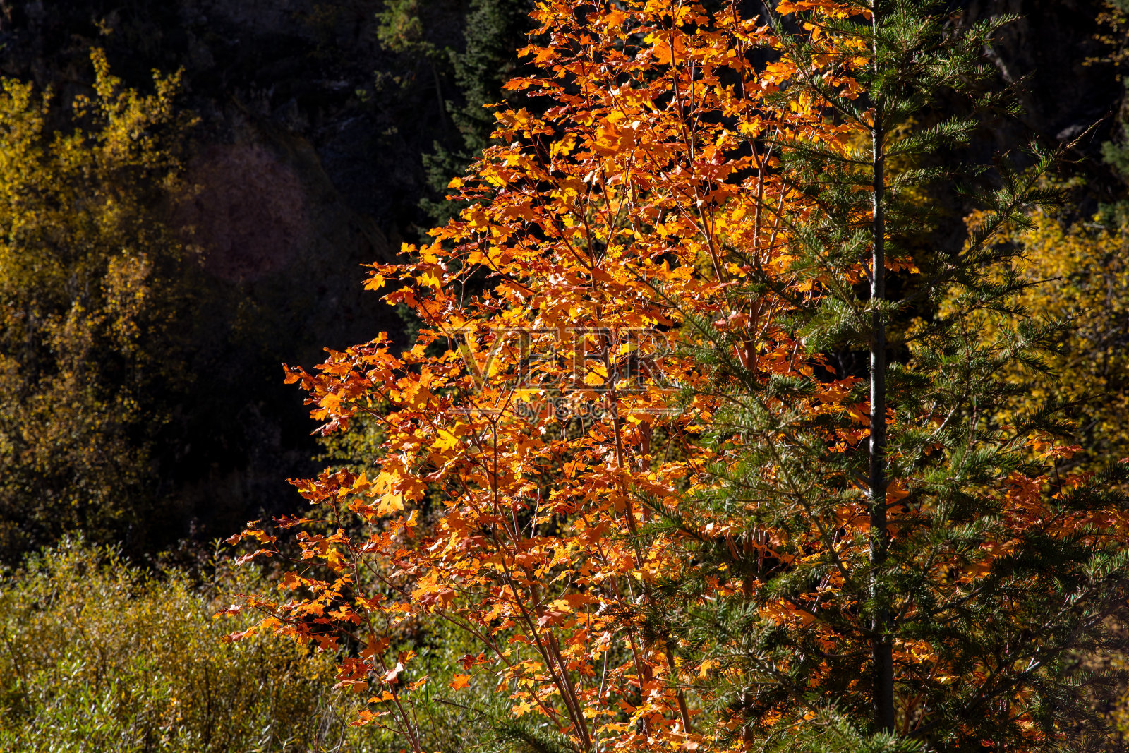 彩色的叶子照片摄影图片