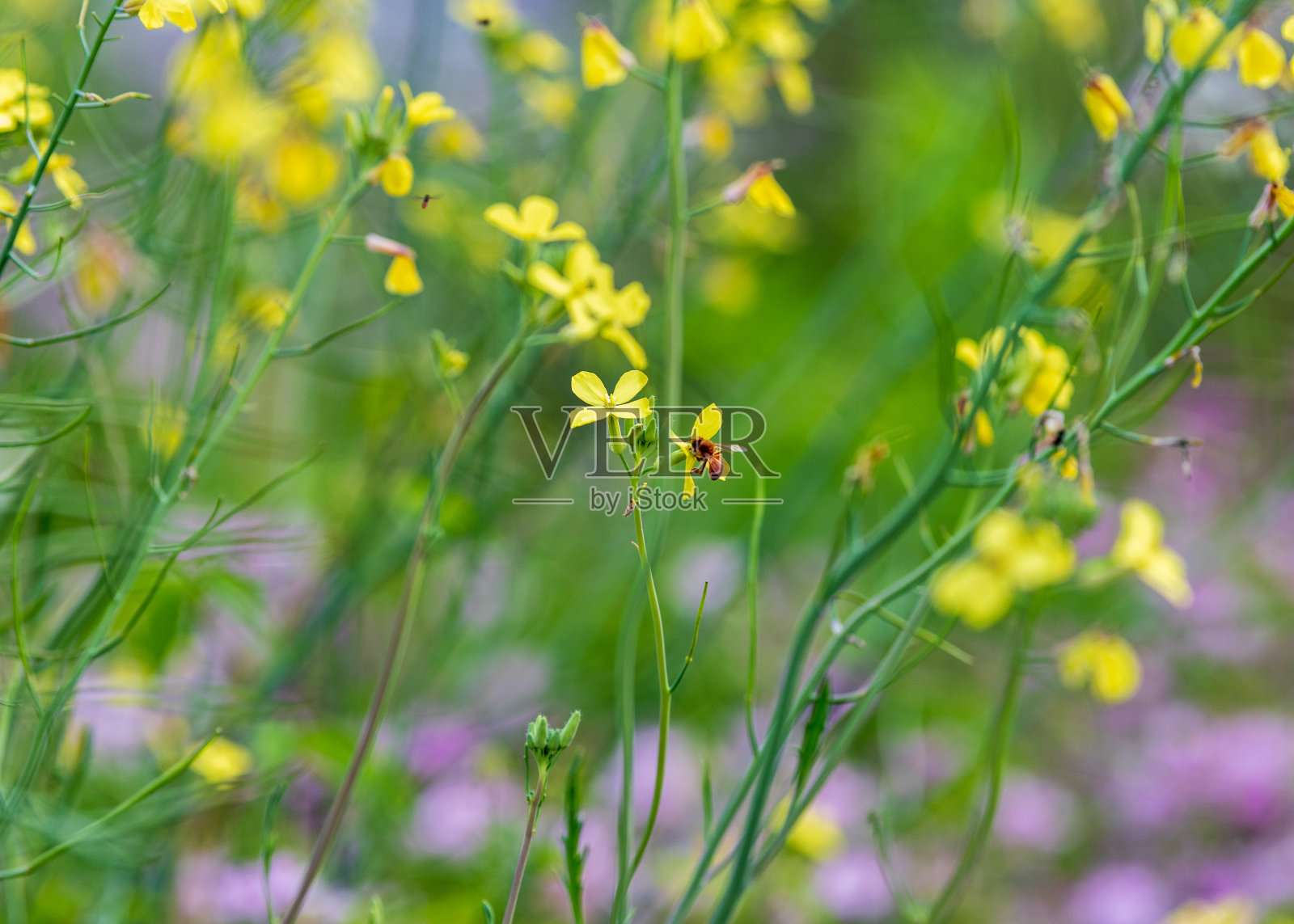 花照片摄影图片